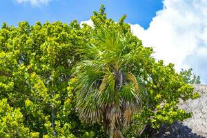 Karibik Strand Natur Palme Bäume Pflanze Urwald Wald Natur Mexiko. foto