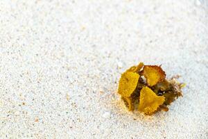 anders Typen von Seetang Meer Gras Strand Sand und Wasser. foto