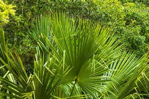 schön tropisch Scheiße Palme Baum im das Urwald coba Mexiko. foto