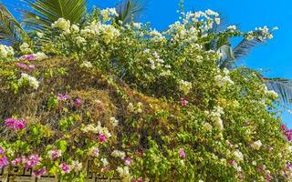 bougainvillea rosa weiße blumen blüht in puerto escondido mexiko. foto