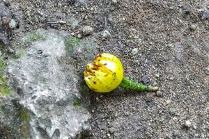 tropisch Obst Muscheln Früchte Blumen Saat auf Boden coba Mexiko. foto