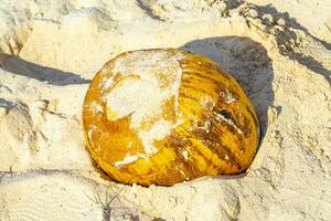 alte gefallene Kokosnuss liegt am Strand und verrottet. foto