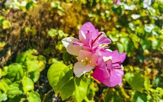 bougainvillea rosa weiße blumen blüht in puerto escondido mexiko. foto