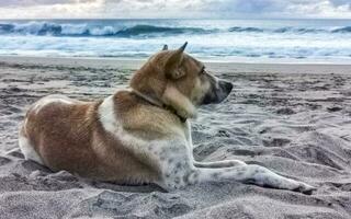 hund entspannt am strandsand im sonnigen mexiko liegend. foto