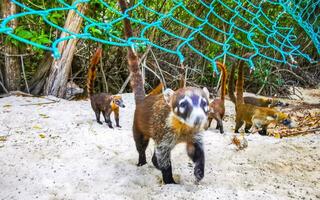 Coati Nasenbären schnüffeln und Suche zum Essen tropisch Urwald Mexiko. foto