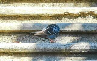 Tauben Vögel Sitzung auf Treppe Schritte im puerto escondido Mexiko. foto