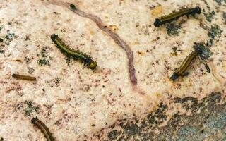 Seidenraupe Raupe Pest im Befall beim Tulum Ruinen Mexiko. foto