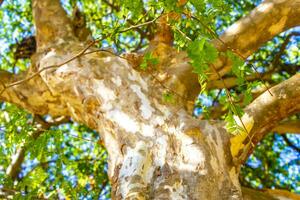 Textur von das Rinde von ein tropisch Baum Urwald Mexiko. foto