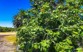 tropischer natürlicher dschungelwald palmen tulum maya ruinen mexiko. foto