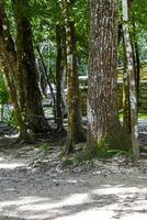 Riese tropisch Bäume im das Urwald Regenwald coba Ruinen Mexiko. foto