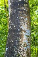 Riese tropisch Bäume im das Urwald Regenwald coba Ruinen Mexiko. foto