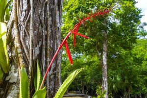 tropisch Pflanze mit schön rot Stengel Blume im coba Mexiko. foto