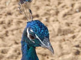 Vögel im Garten und Park schwimmen auf dem Wasser foto