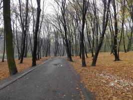 Park spätherbst Blätter und Tiere foto