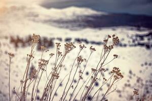 trocken Wildblumen im das Winter foto