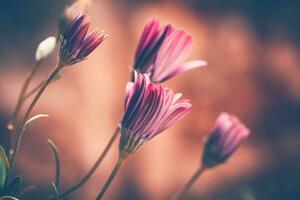 schön Gänseblümchen Blumen foto