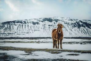 schön isländisch Pferd foto