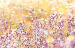 Feld von ein Rosa Wildblumen foto