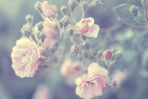 Pastell- Rose Hintergrund foto