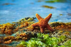 schön Seestern auf das Strand foto