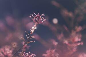 Blumen- Jahrgang Hintergrund foto