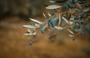 schwarz Olive Baum Ast foto