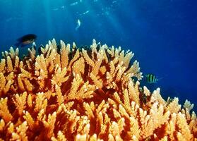 Koralle unter Wasser Riff von Malediven Insel foto