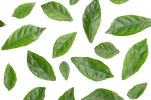 frische grüne Blätter auf weißem Hintergrund foto