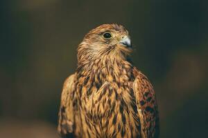 schön Adler Porträt foto