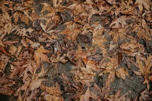 schön Herbst trocken Blätter Hintergrund foto