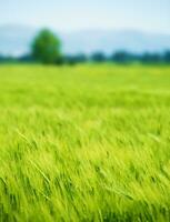 frisch Grün Weizen Feld foto