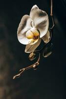 schön Orchidee Blume. foto
