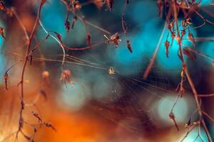 Spinne Netz im das Wald foto