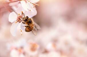 wenig Biene auf Blühen Kirsche foto