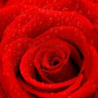 rot Rose Hintergrund foto