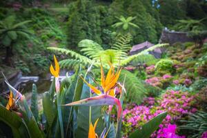 Garten auf sao Miguel Insel, Azoren. es ist gelegen im das Mitte von diese großartig Wasser System. foto