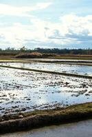 Landschaft von gepflanzt Reis Feld. traditionell Land landwirtschaftlich abgelegt. foto