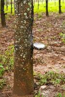 natürlich Latex extrahiert von Gummi Baum im Plantage Wald. foto