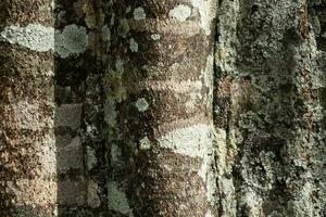 Rinde auf alt tropisch Baum im Regenwald. foto