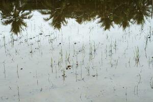 gepflanzt Reis Feld mit Betrachtung von Palme Bäume. foto