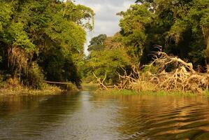 ein Fluss und schön Bäume im ein Regenwald Peru foto