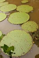 Riese Wasser Lilie Victoria amazonica beim zuerst Nacht Blüte. das zweite Nacht es wendet sich Rosa. foto