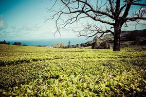einsam Baum auf das Berg beim schön Landschaft von Tee Plantage foto