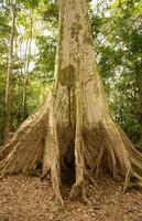 Amazonas-Dschungelbaum foto