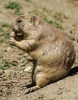 europäisch Boden Eichhörnchen Spermophilus Citellus, Ziesel, Gopher foto