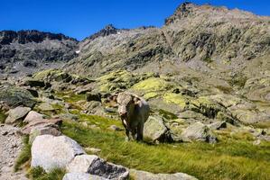 Kuh mit Berge im das Gredos, Avila, Spanien foto