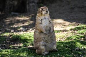 europäisch Boden Eichhörnchen Spermophilus Citellus, Ziesel, Gopher foto