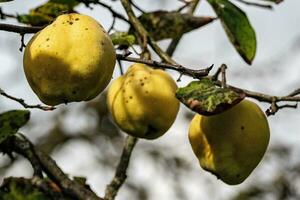 Quitte Cydonia Oblonga Baum mit Früchte foto