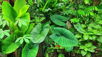 tropisch Pflanzen im das botanisch Garten, Nahansicht von Foto