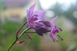 Spathoglottis plicata oder lila Boden Orchidee Blume mit verschwommen Hintergrund foto